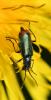 Malachius bipustulatus